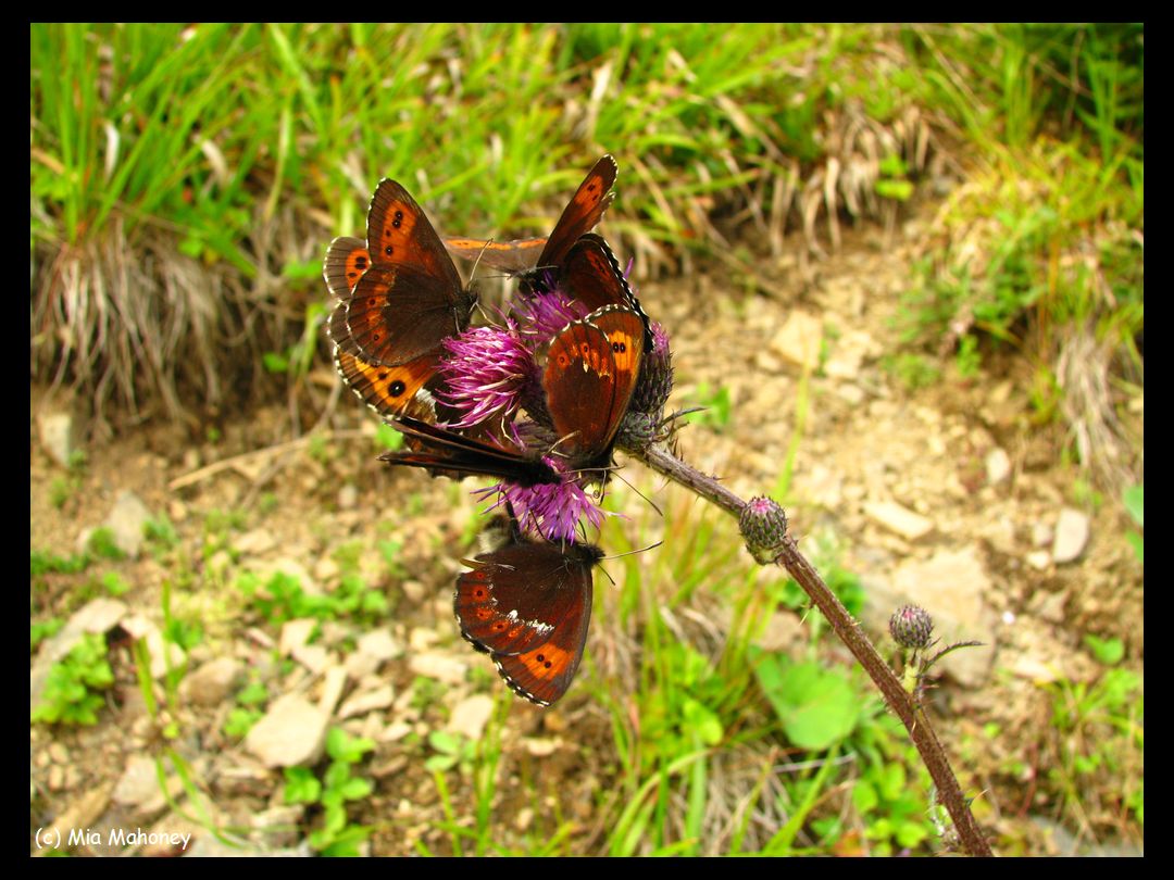 motýlí úroda